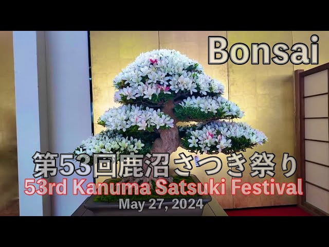 2024年5月28日【盆栽】第53回鹿沼さつき祭りKanuma satsuki Bonsai Festival#盆栽#bonsai #鹿沼さつき祭り チャンネル登録お願いね🥺