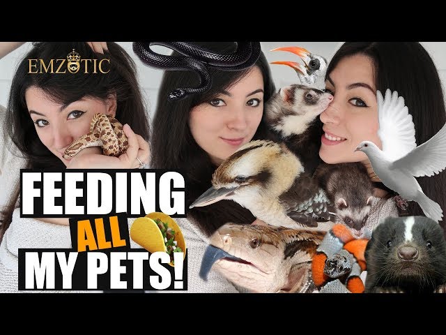 FEEDING ALL MY PETS  - Feeding ALL of my Pets in ONE video!