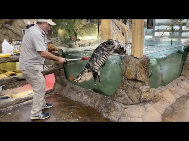 Alligator Feeding GONE WRONG