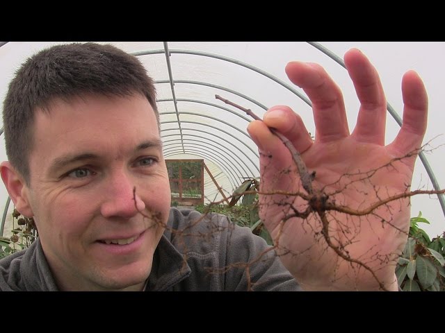 How to Easily Germinate Japanese Maple Seeds (Part 2) Planting and Germinating the Seeds
