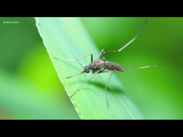 VERIFY: Can mosquitoes spread COVID-19?