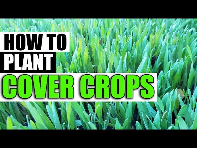 How To Plant Cover Crops - Garden Quickie Episode 57