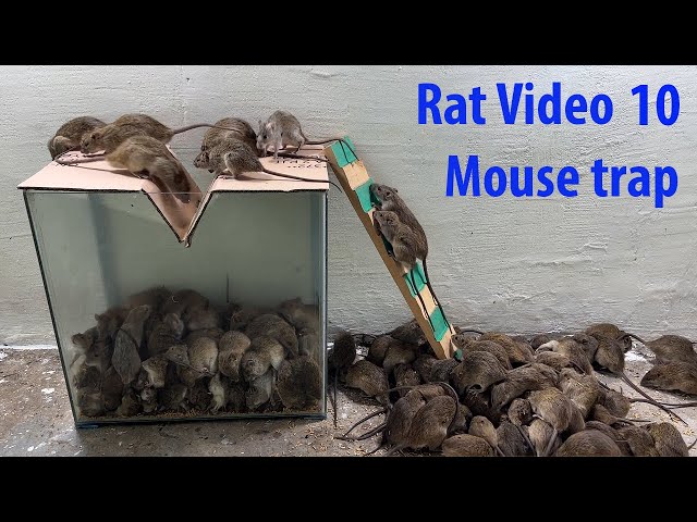 Rat video \ Mouse trap \ The world's best homemade mousetrap 2022