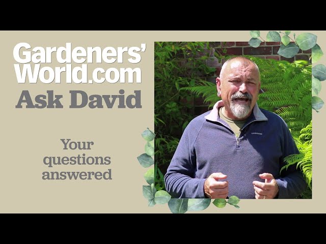 Ask David - Episode 13