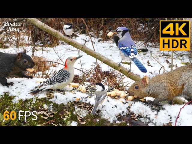 Cat TV for Cats to Watch 😺 Beautiful Birds and Squirrels in the Snow 🐿 8 Hours 4K HDR 60FPS