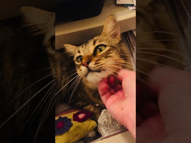 No silly cats were harmed in the making of this video 😂🐈 #curious #cats #mainecoon #mainecooncat