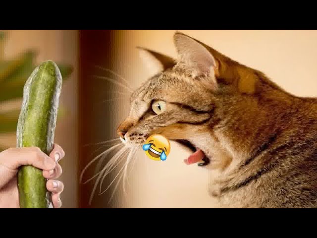 🤣😸 Try Not To Laugh Dogs And Cats 🐱🤣 Best Funny Animal Videos #16