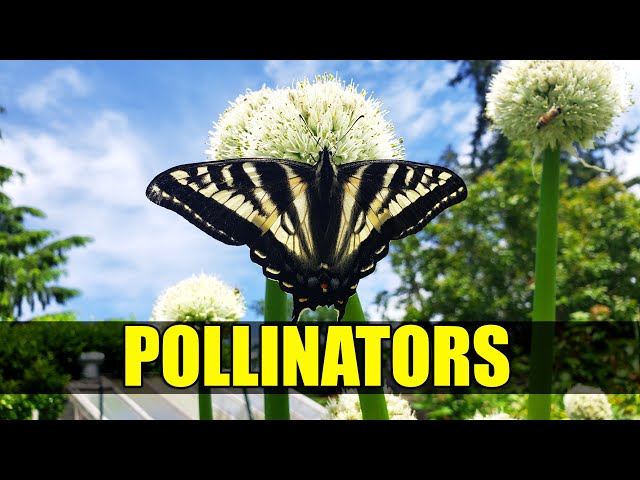 The Importance Of Pollinators - Garden Quickie Episode 82