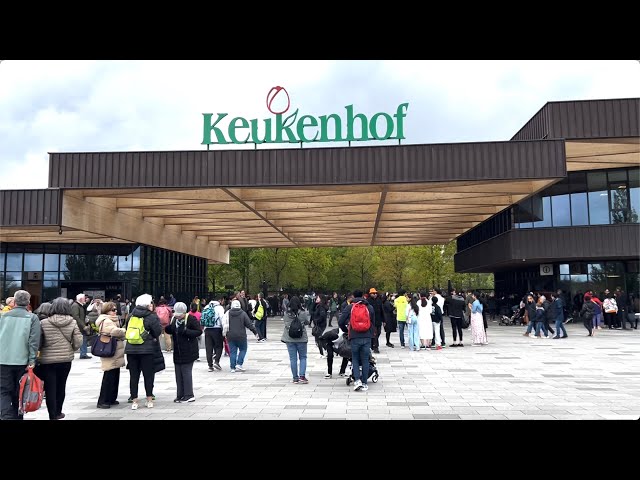 🇳🇱 Keukenhof 2024 Flower Garden of Europe, Royal Garden, biggest Europe 💐 7 mill of flowers, 32 ha 🌸