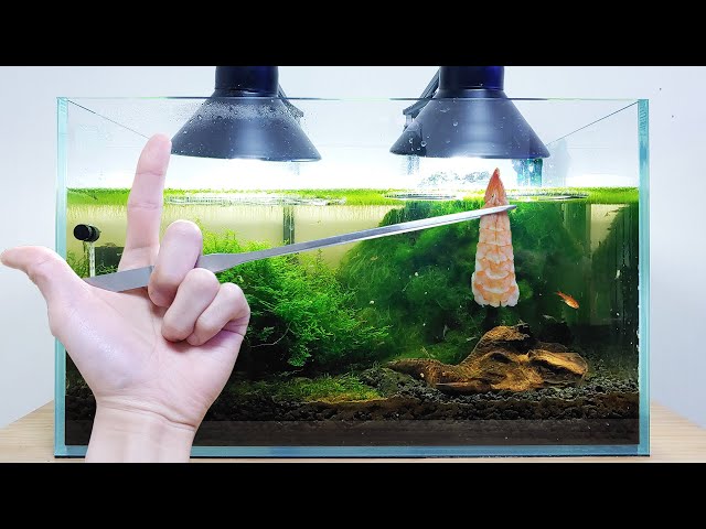#7 Volcano Filter Tank – Shrimp E Shrimp Feeding Frenzy (The Days After Second Reset)