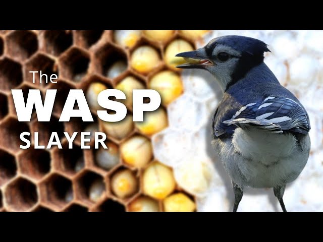 Unique Blue Jay Behavior | Wasps!