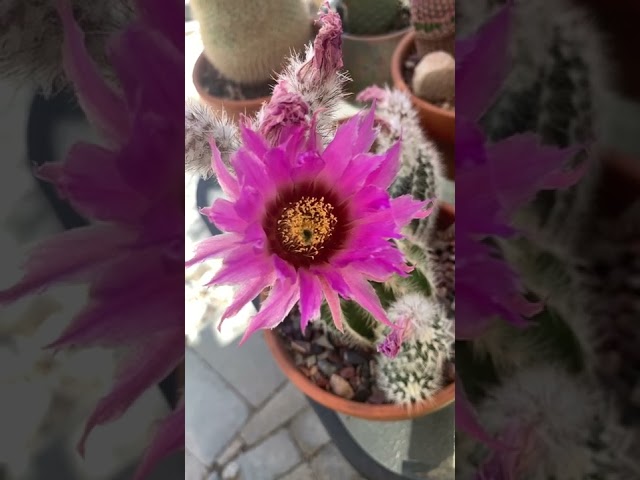 Cactus flowers in pink. Visit my channel for tips on how to make them flower. #cactuscaffeine