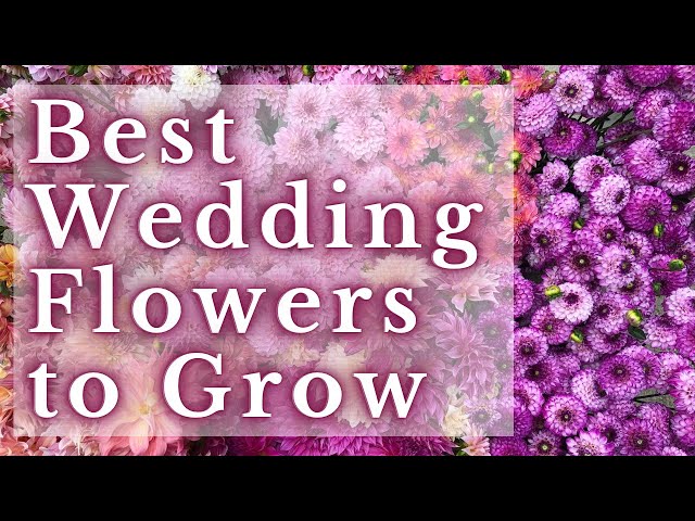 BEST FLOWERS We Grow For Wedding Design | Fireside Chat | PepperHarrow