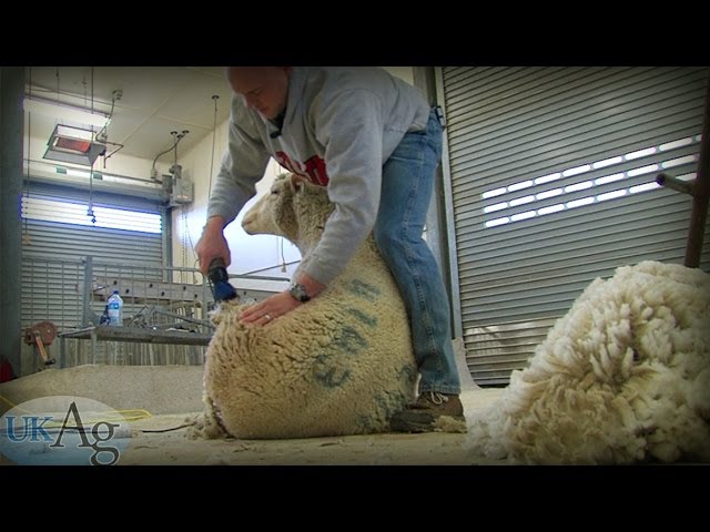 Sheep Shearing School