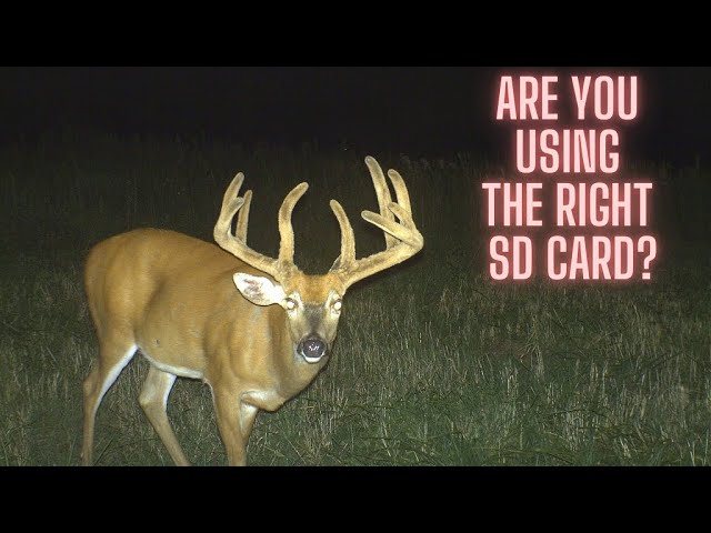 Trail cameras: Are you using the right SD card?