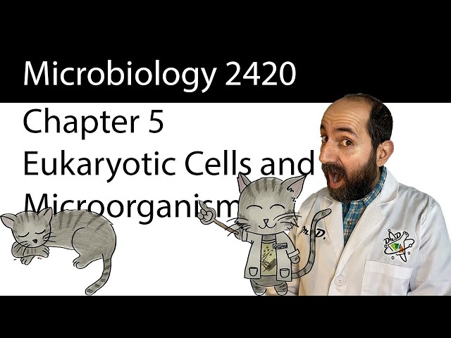 Chapter 5 – Eukaryotic Cells and Microorganisms