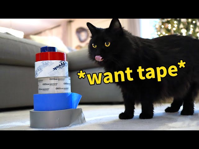 Our Cat Ranks Her Favorite Tape