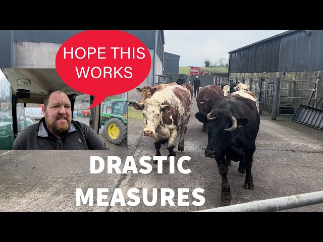 DRASTIC TIMES CALLS FOR DRASTIC MEASURES-SURVIVING THE WET AS  CALVING CONTINUES