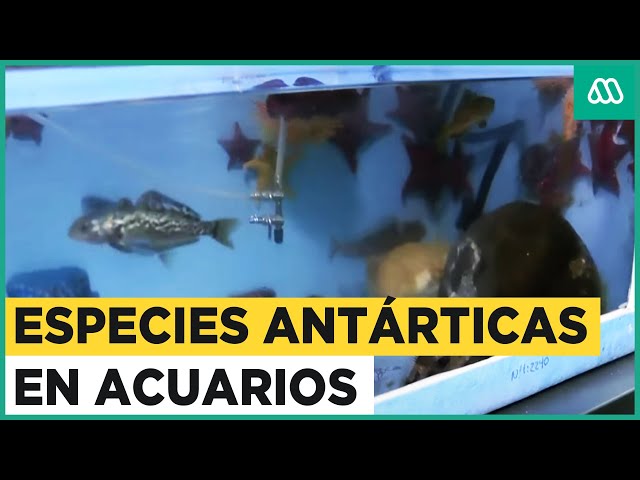Especies de la Antártica en acuario de Punta Arenas