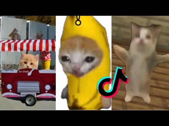 HAPPY CAT 😽 TikTok Compilation
