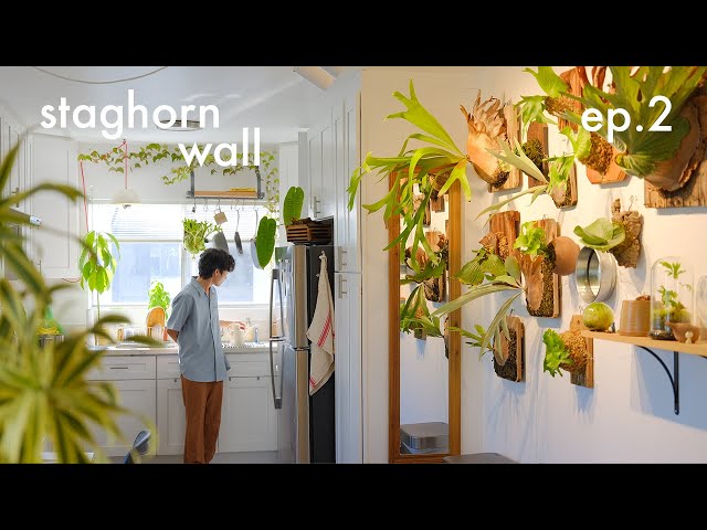 Apartment Makeover 🏡 ep. 2 - staghorn fern gallery wall, art with plants