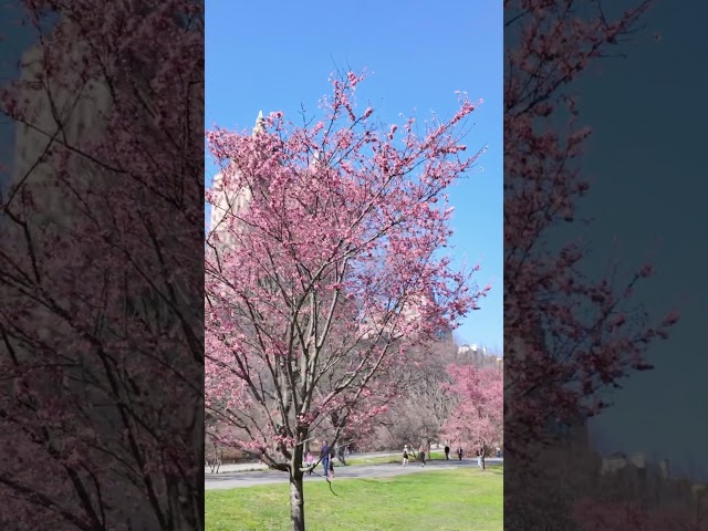 The First Cherry Blossoms in Central Park #nyc #centralpark #iloveny