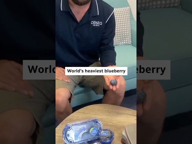 This is the world’s heaviest blueberry 🫐 #shorts