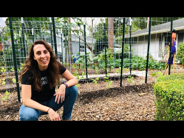 UNEXPECTED Results and TROPICAL STORM in Fall Vegetable Garden Tour | Florida Vegetable Garden
