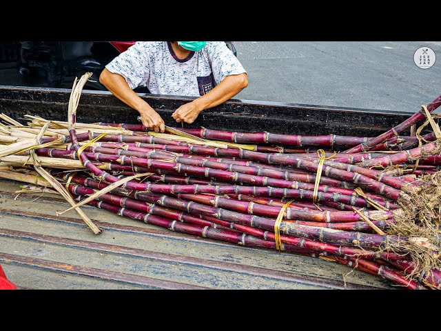 Fresh & Sweet ! Making of Fresh Sugarcane Juice - Indonesian Street Food