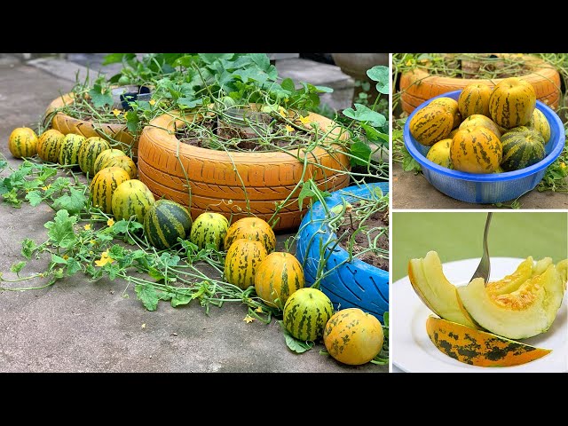 Amazing ideas! Growing melons has never been so easy, super sweet fruit