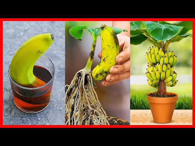 How to Grow Banana Tree From Banana 🍌🍌🍌 New gardening method