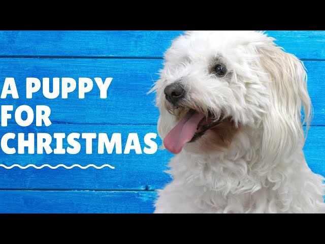 I surprised my mom for Christmas | Coton De Tulear