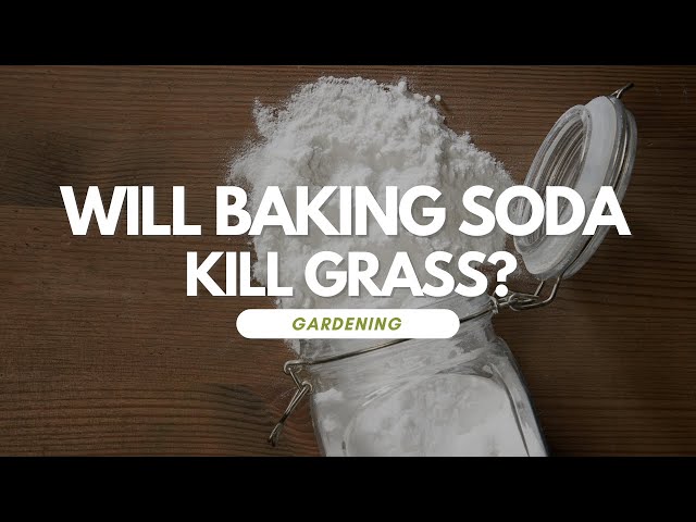 Will Baking Soda Kill Grass?