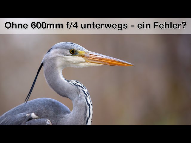 Tierfotografie im Stadtpark (München) - Meine Tipps