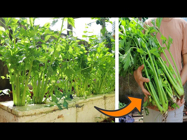 Growing Celery In Styrofoam 💧 Keep Moisture