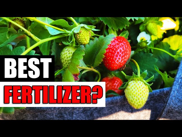 Best Strawberry Fertilizers! - Garden Quickie Episode 139