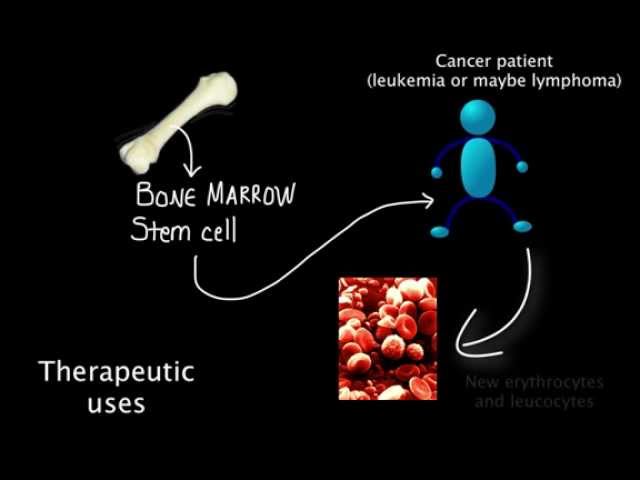 1.1 Capacity of stem cells for therapeutic uses