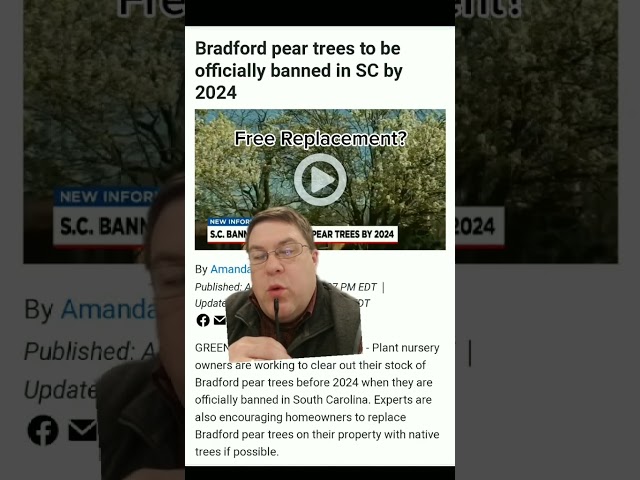 Bradford Pear Trees Banned in SC!  -get a FREE replacement now!