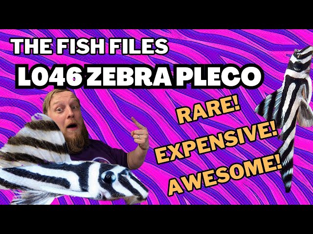 The Fish Files: L046 Zebra Pleco