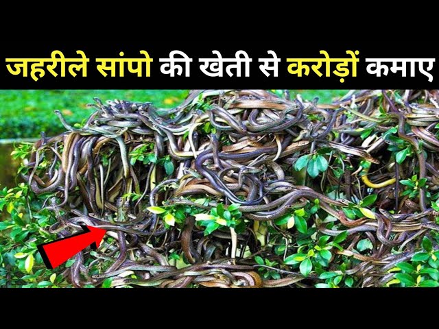 चीन में जहरीले सांपो की खेती करते हैं😱। Snake Farming China | Snake Rescue | Rapid info