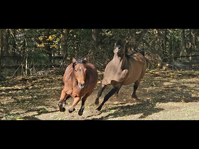 Drone footage of Horses being lunged