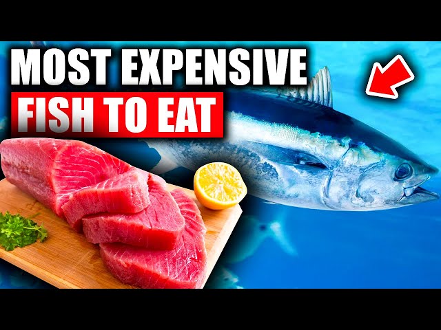 Top 5 Most Expensive Fish to Eat