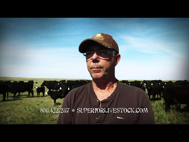 Marketing Your Cattle the Superior Way