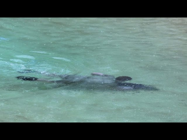 Robert Irwin Swimming with a  Crocodile |Australia Zoo