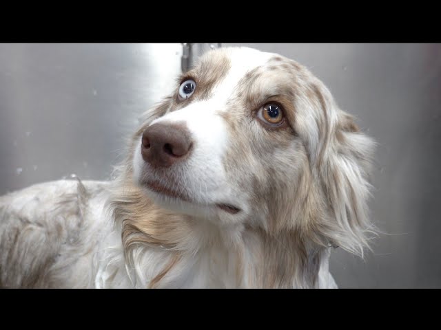 The incredible Australian Shepherd | One of my favourite clients