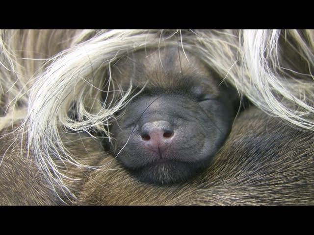 Cairn Terrier's 2 Hours Old Puppies (in HD)