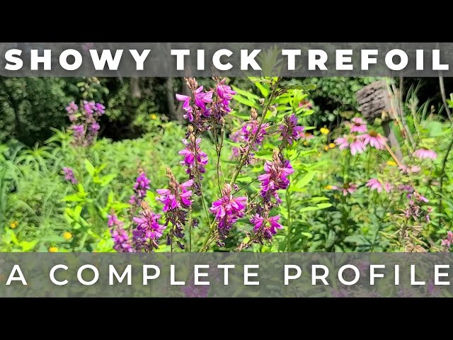 Showy Tick Trefoil - Native Plant Profile