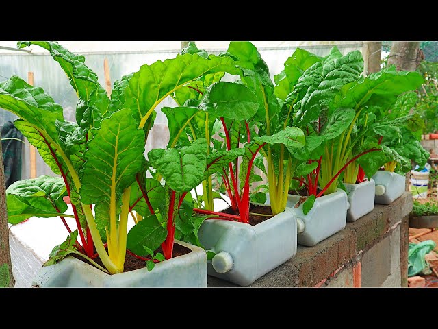 No Garden - Grow Swiss Chard  On The Balcony - Healthy Vegetables