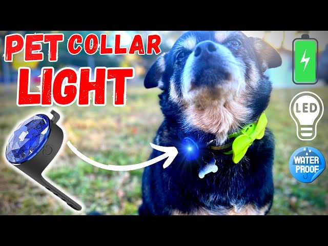 Pet Collar Lights for Night Walking Amazon - Review