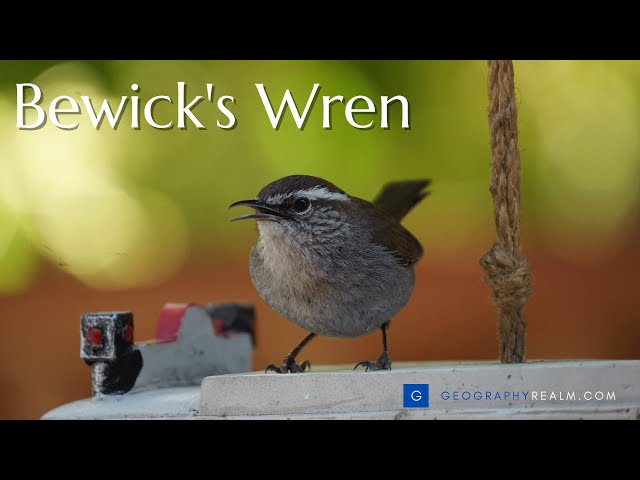 Bewick's wren guarding a nest